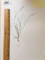 Agrostis exarata