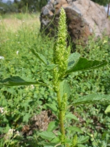 Amaranthus powellii