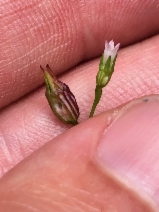 Campanula griffinii