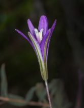 Brodiaea leptandra