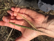 Elymus xhansenii