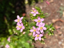 Centaurium erythraea
