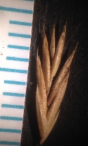 Festuca rubra
