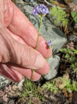 Gilia achilleifolia ssp. ?