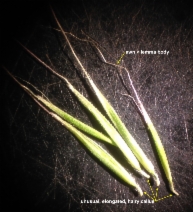 Festuca subuliflora