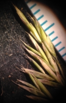 Festuca idahoensis