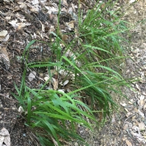 Anthoxanthum occidentale