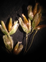 Anthoxanthum occidentale