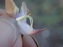 Lupinus andersonii