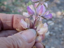 Lupinus andersonii