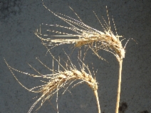 Hordeum vulgare