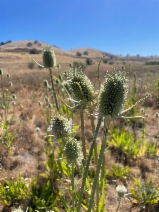 Dipsacus sativus
