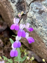 Collinsia multicolor