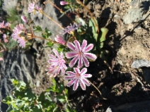 Lewisia cotyledon