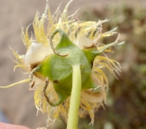 Conicosia pugioniformis