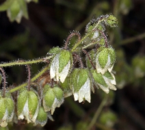 Emmenanthe penduliflora