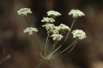 Perideridia kelloggii