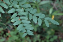 Amorpha californica