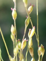Panicum capillare
