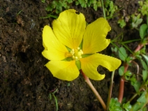 Ludwigia peploides ssp. peploides
