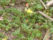 Ludwigia peploides ssp. peploides