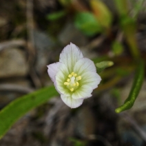 Lewisia nevadensis