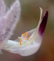 Lupinus chamissonis