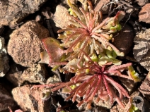 Claytonia exigua ssp. glauca