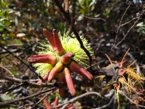 Search for Plants Results - Calflora