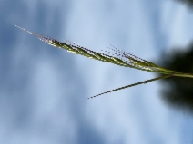 Festuca bromoides