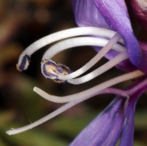 Penstemon azureus