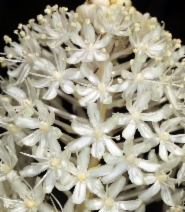 Xerophyllum tenax