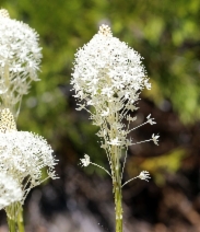 Xerophyllum tenax