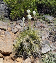 Xerophyllum tenax - Calflora