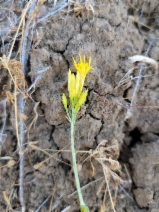 Chrysothamnus nauseosus ssp. mohavensis