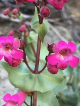 Penstemon clevelandii
