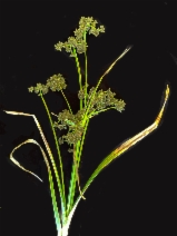 Scirpus microcarpus