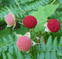 Rubus parviflorus