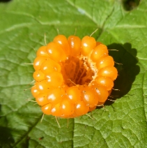Rubus spectabilis