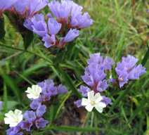 Limonium sinuatum
