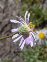 Erigeron barbellulatus