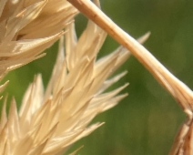 Phalaris arundinacea