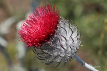 Cirsium occidentale var. occidentale