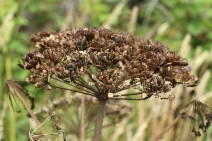 Heracleum maximum