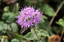 Monardella villosa ssp. franciscana