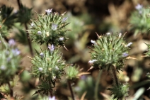 Navarretia squarrosa