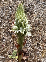 Piperia elegans ssp. elegans