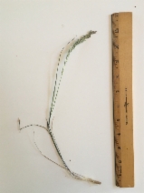 Melica californica var. californica