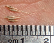 Cynosurus echinatus