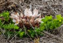Aphyllon californicum ssp. grande